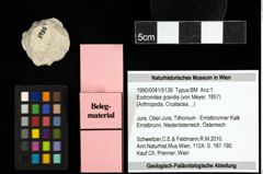 Foto (Objekt + Etiketten) von Eodromites grandis (von Meyer, 1857) 